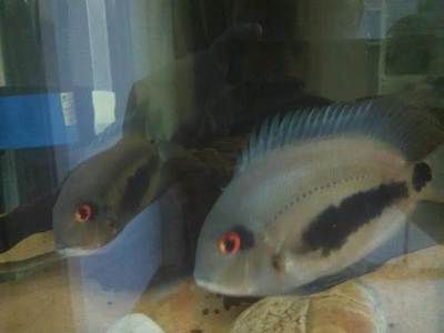 黑云魚(yú)冬季保溫方法：冬季黑云魚(yú)的保溫方法 其他寵物 第4張