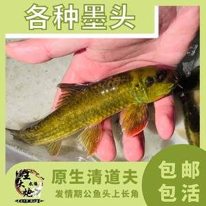 魚類發(fā)情期環(huán)境優(yōu)化指南：針對魚類發(fā)情期的環(huán)境和水質(zhì)管理指南魚類繁殖期飼料選擇指南