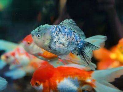 夏季魚苗防暑降溫措施：夏季魚苗如何防暑降溫 其他寵物 第4張