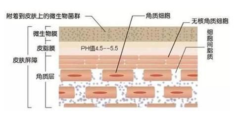 過濾系統(tǒng)中益生菌的作用：益生菌在水處理中的基本原理、作用機(jī)制以及實(shí)際應(yīng)用案例 其他寵物 第5張