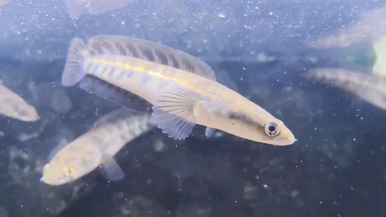 中加紅帝王雷龍魚：中國和加拿大紅帝王雷龍魚的飼養(yǎng)方式及其對環(huán)境變化的適應(yīng)性