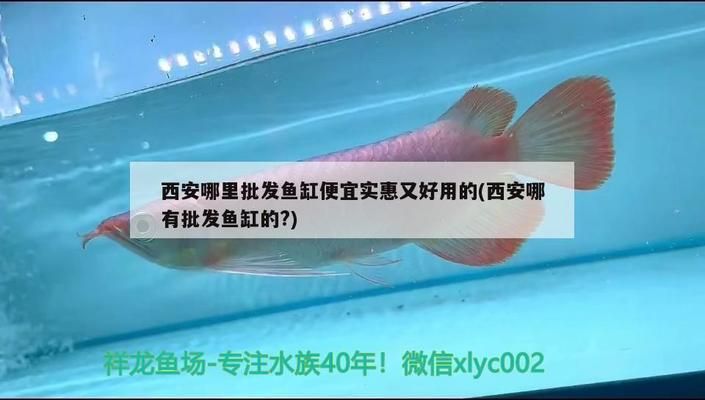 月光鴨嘴魚幼魚飼料品牌推薦：月光鴨嘴魚幼魚飼料品牌推薦月光鴨嘴魚幼魚飼料品牌推薦