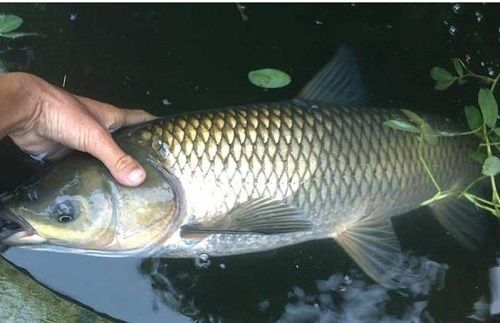 魚苗越冬期浮游生物管理：魚苗越冬期水質(zhì)調(diào)控技巧，浮游植物培養(yǎng)與管理方法 其他寵物 第4張