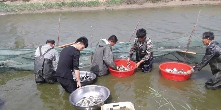 魚(yú)苗越冬期浮游生物管理：魚(yú)苗越冬期水質(zhì)調(diào)控技巧，浮游植物培養(yǎng)與管理方法