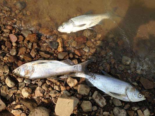 魚苗越冬期間如何管理水質(zhì)？：魚苗在越冬期間的水質(zhì)管理 其他寵物 第2張