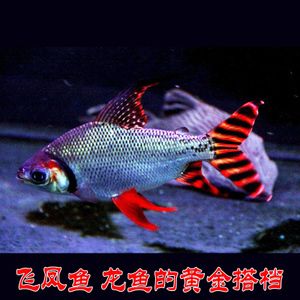 如何挑選健康的飛鳳魚(yú)苗：如何挑選健康的飛鳳魚(yú)苗，挑選健康的飛鳳魚(yú)苗的方法和技巧 其他寵物 第6張