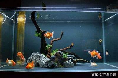 水族箱內(nèi)有益細(xì)菌種類：em菌在水族箱的應(yīng)用 其他寵物 第2張