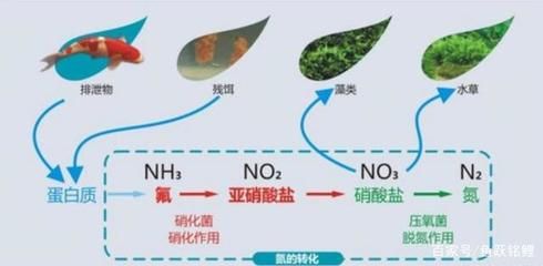 水族箱內(nèi)有益細(xì)菌種類：em菌在水族箱的應(yīng)用 其他寵物 第5張