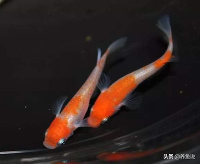 魚苗飼料營(yíng)養(yǎng)搭配：魚苗飼料中營(yíng)養(yǎng)物質(zhì)的合理搭配 其他寵物 第4張