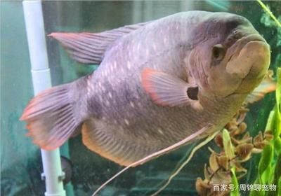 魚苗飼料營(yíng)養(yǎng)搭配：魚苗飼料中營(yíng)養(yǎng)物質(zhì)的合理搭配 其他寵物 第3張