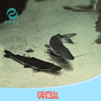 鴨嘴鯊魚飼料選擇指南：鴨嘴鯊在人工養(yǎng)殖條件下選擇雜食性顆粒飼料或沉水飼料 其他寵物 第3張