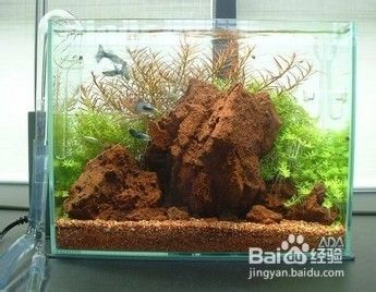 水族箱造景層次感如何實現？：如何實現水族箱造景層次感？