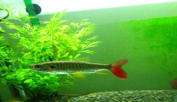 紅尾平克魚幼魚飼料選擇：紅尾平克魚幼魚飼料品牌對比