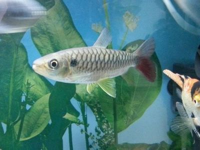 紅尾平克魚幼魚飼料選擇：紅尾平克魚幼魚飼料品牌對(duì)比 其他寵物 第5張