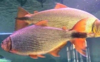 紅尾平克魚幼魚飼料選擇：紅尾平克魚幼魚飼料品牌對比