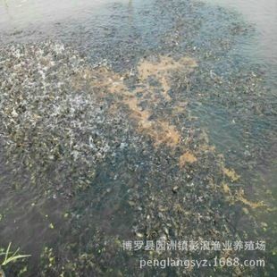 龍魚眼睛有小白點怎么治療：龍魚眼睛上有小白點怎么辦？ 水族問答 第3張