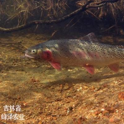 龍魚眼睛有小白點怎么治療：龍魚眼睛上有小白點怎么辦？ 水族問答 第2張