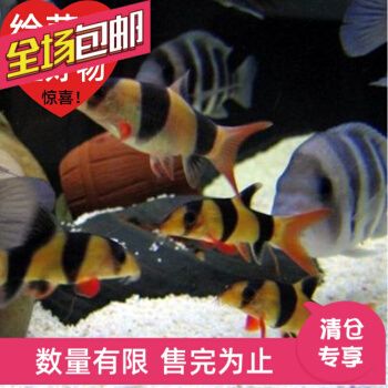 金三間魚(yú)飼料品牌對(duì)比評(píng)測(cè)：色彩，可以考慮哪些品牌的飼料 其他寵物 第1張