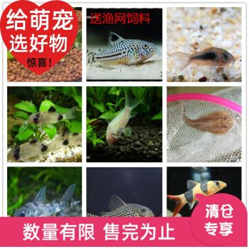 金三間魚(yú)飼料品牌對(duì)比評(píng)測(cè)：色彩，可以考慮哪些品牌的飼料 其他寵物 第3張