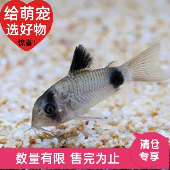 金三間魚(yú)飼料品牌對(duì)比評(píng)測(cè)：色彩，可以考慮哪些品牌的飼料 其他寵物 第4張