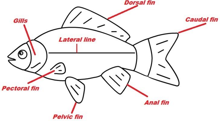 海象魚換水的最佳時(shí)機(jī)：關(guān)于海象魚換水的最佳時(shí)機(jī) 其他寵物 第3張