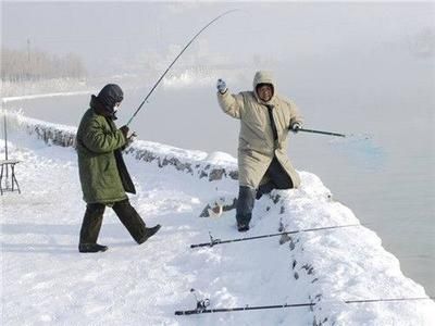 龍魚眼睛長(zhǎng)出白色肉狀物體：龍魚眼睛上出現(xiàn)白色肉狀物可能是由多種原因引起的 水族問答 第2張