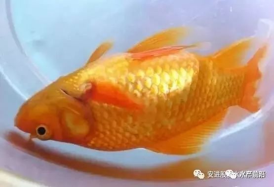 如何鑒別魚苗疾病癥狀：如何判斷魚苗疾病癥狀 其他寵物 第6張