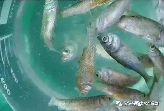 如何鑒別魚苗疾病癥狀：如何判斷魚苗疾病癥狀 其他寵物 第5張