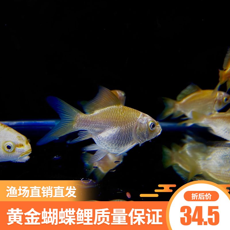 蝴蝶鯉魚苗選購技巧指南：蝴蝶鯉魚苗的選購技巧 其他寵物 第5張