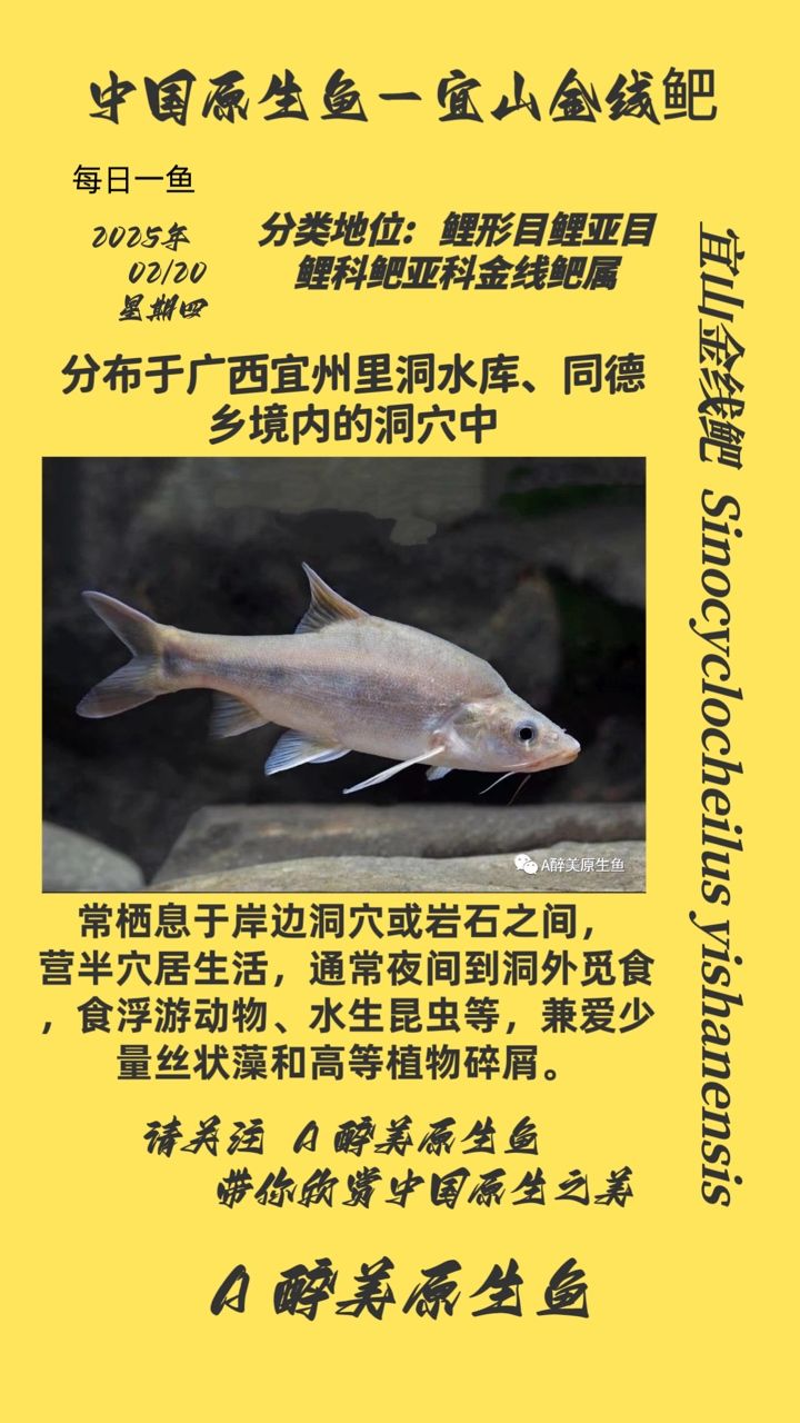 宜山金線鲃：宜山金線[需手動(dòng)填充] 觀賞魚論壇