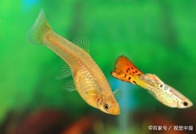 魚苗健康與水質(zhì)的關(guān)系研究：研究探討魚苗健康與水質(zhì)之間的關(guān)聯(lián)不同水質(zhì)條件下魚苗的生長狀況 其他寵物 第1張