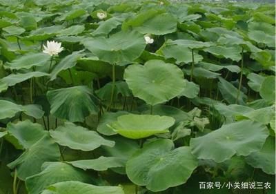 水生植物水位控制技巧：水生植物在水位控制中起著關(guān)鍵作用 其他寵物 第4張