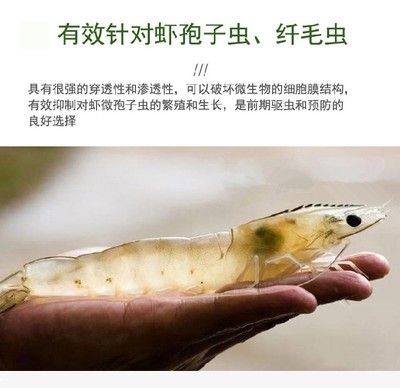 雪鯽魚出血病的預(yù)防措施：夏季水溫調(diào)控對雪鯽魚的影響