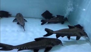 鐵甲武士魚植物性飼料食譜：鐵甲武士魚是一種完全肉食性的底棲魚類以沉性為佳