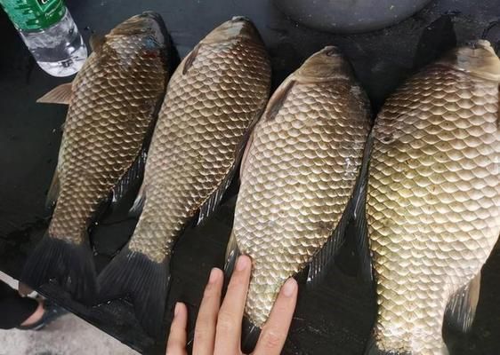 如何科學選擇雪鯽魚飼料？：冬季雪鯽魚飼料選擇技巧 其他寵物 第4張