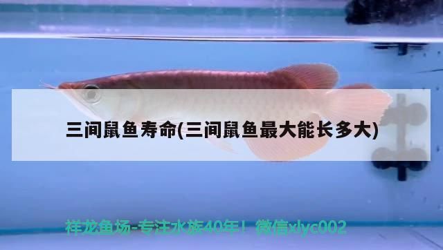 三間鼠魚幼魚適宜水溫：三間鼠魚幼魚的理想生存溫度在23至28攝氏度之間 其他寵物 第2張