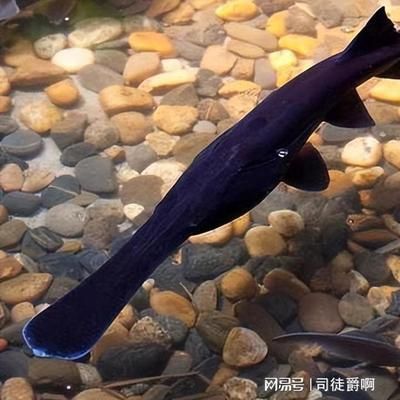 夏季鴨嘴魚疾病預(yù)防措施：夏季鴨嘴魚養(yǎng)殖水質(zhì)調(diào)控技巧