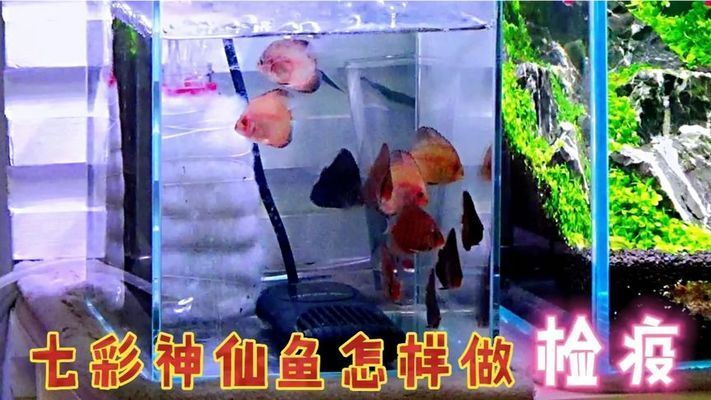 如何進行魚苗健康檢查：魚苗健康檢查的方法