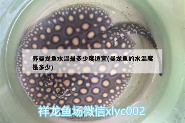 朱巴利魚適宜水溫波動(dòng)范圍：朱巴利魚養(yǎng)殖方法 其他寵物 第5張