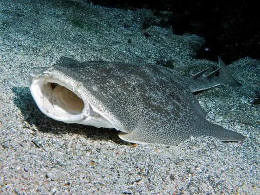 鯊魚(yú)常見(jiàn)獵物有哪些：鯊魚(yú)的常見(jiàn)獵物 其他寵物 第5張