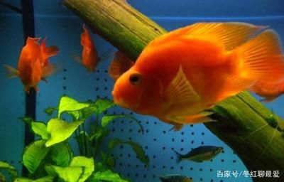 星鉆魚繁殖期特殊飼料選擇：星鉆魚繁殖期營(yíng)養(yǎng)需求詳解 其他寵物 第1張