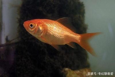 星鉆魚繁殖期特殊飼料選擇：星鉆魚繁殖期營(yíng)養(yǎng)需求詳解 其他寵物 第2張