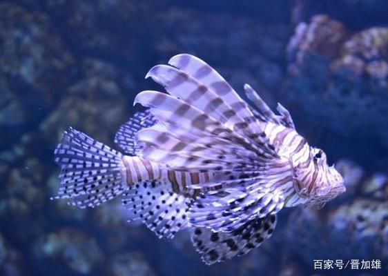 獅子魚的防御機制研究：獅子魚毒液成分分析 其他寵物 第4張