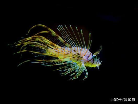 獅子魚的防御機制研究：獅子魚毒液成分分析 其他寵物 第3張