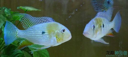 赤荔鳳冠魚日常飼養(yǎng)要點(diǎn)：赤荔鳳冠魚繁殖技巧