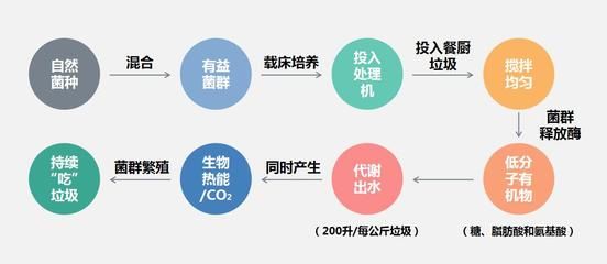 微生物氧氣脅迫反應(yīng)的應(yīng)對策略：微生物在面對氧氣脅迫時會啟動多種代謝途徑來適應(yīng)氧氣濃度 其他寵物 第1張