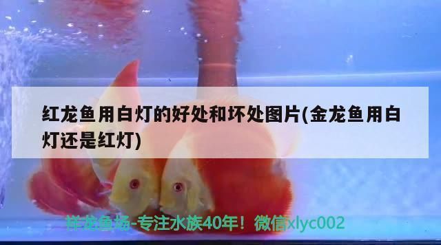 龍魚養(yǎng)幾年最值錢的品種是什么 水族問答 第1張