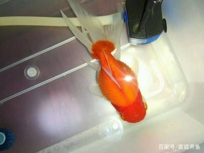 水族箱水溫波動(dòng)的解決辦法：如何保持水族箱水溫穩(wěn)定 其他寵物 第2張