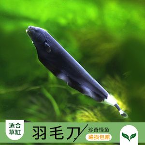 羽毛刀魚苗喂食時間安排：羽毛刀魚苗的喂食時間安排 其他寵物 第4張