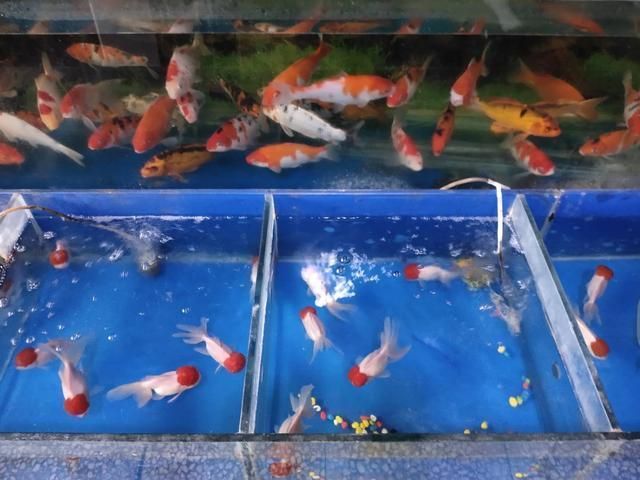 錦鯉魚最佳飼養(yǎng)密度是多少：如何確定錦鯉的最佳飼養(yǎng)密度 其他寵物 第4張